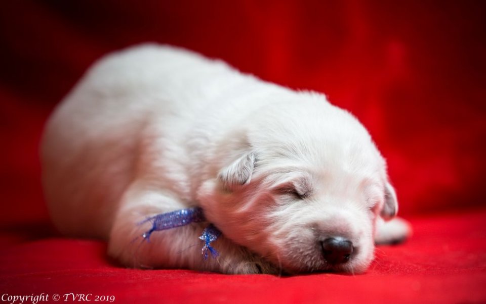 Zwitserse witte herder pup op 9 februari 2019 Misthy's Friends Blauw