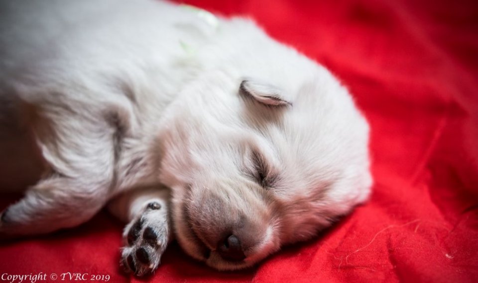 Zwitserse witte herder pup op 9 februari 2019 Misthy's Friends Groen