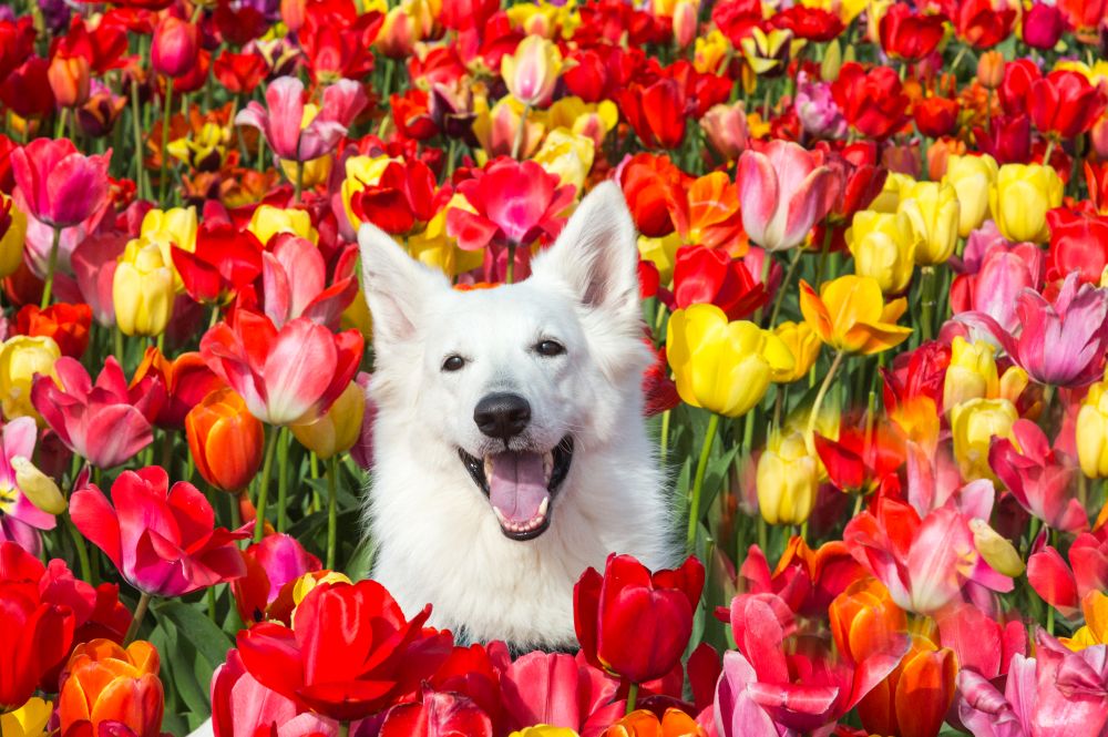 Rio bij The Tulip Barn