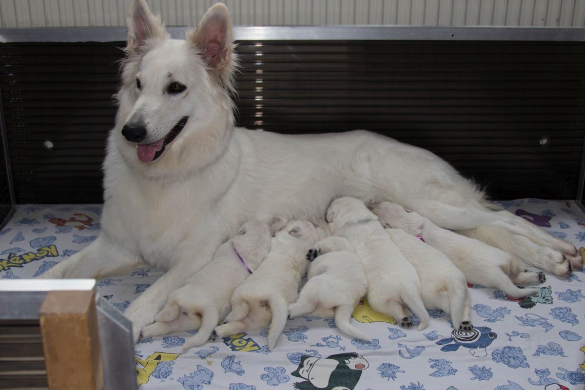 Trotse mama lady pups 14 dagen oud