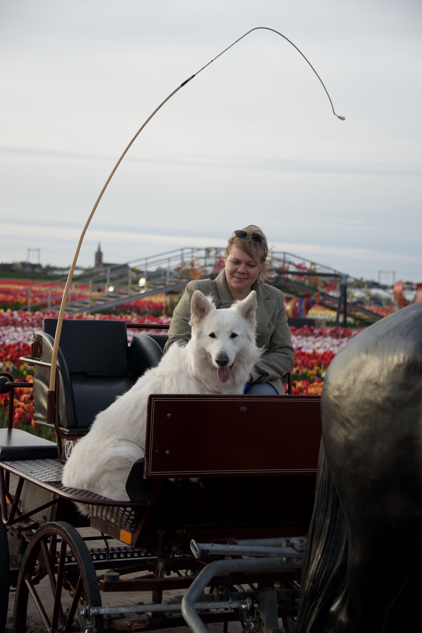 Anzy in the Tulip Barn