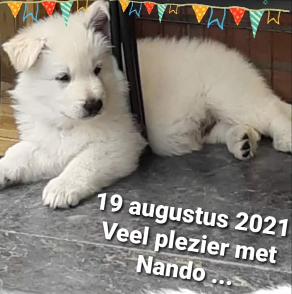Nando augustus 2021