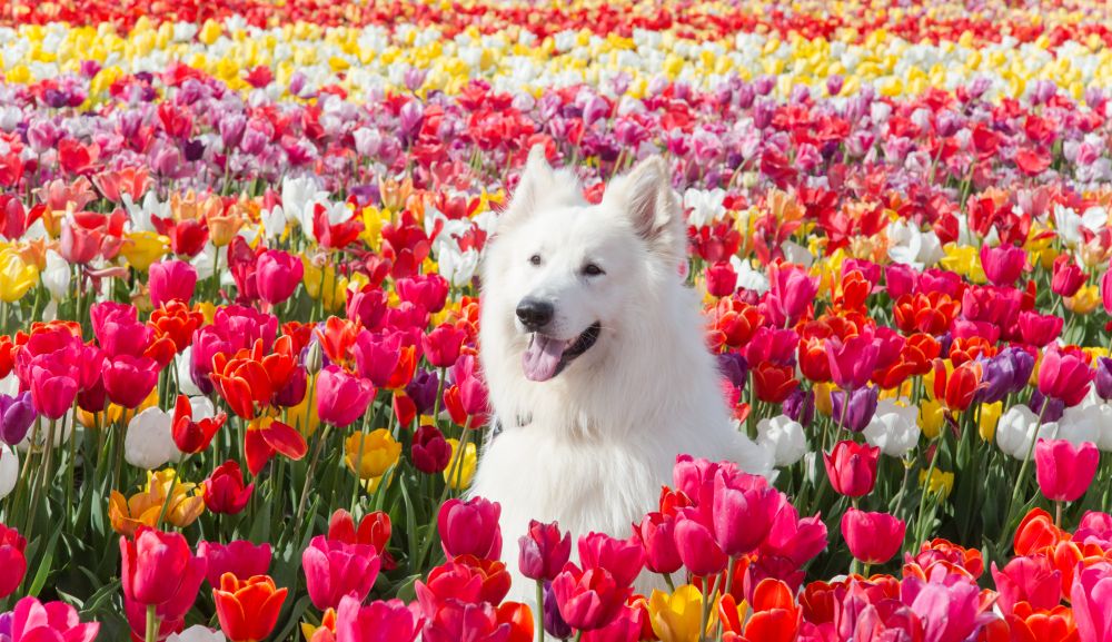 Snorro in the Tulips Barn