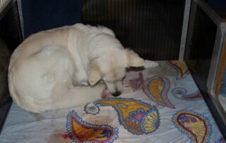 Nikita met haar eerste pupje