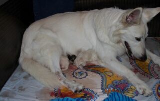 Nikita met haar 2 pupjes