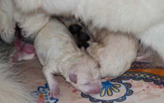 U nest eerste 2 pupjes